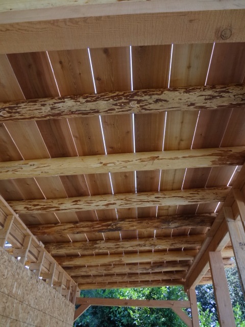 Roof sheathing - cedar boards (1x10?) nailed to the rafters. Within several days of being on the roof in the sun, the boards dried and shrunk, revealing small spaces between them.